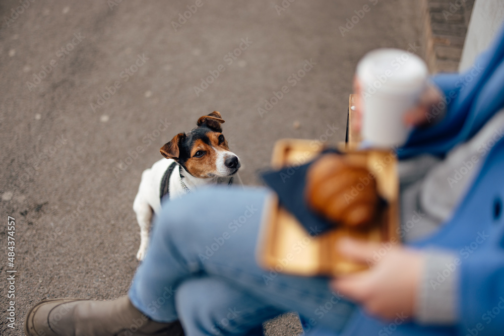 The little dog looking at the woman,  wants a bite of her croissant.