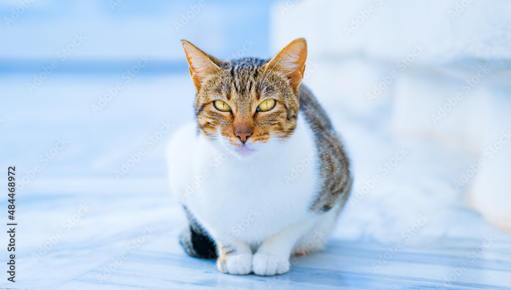 cat with yellow eyes on the island of Santorini Greece