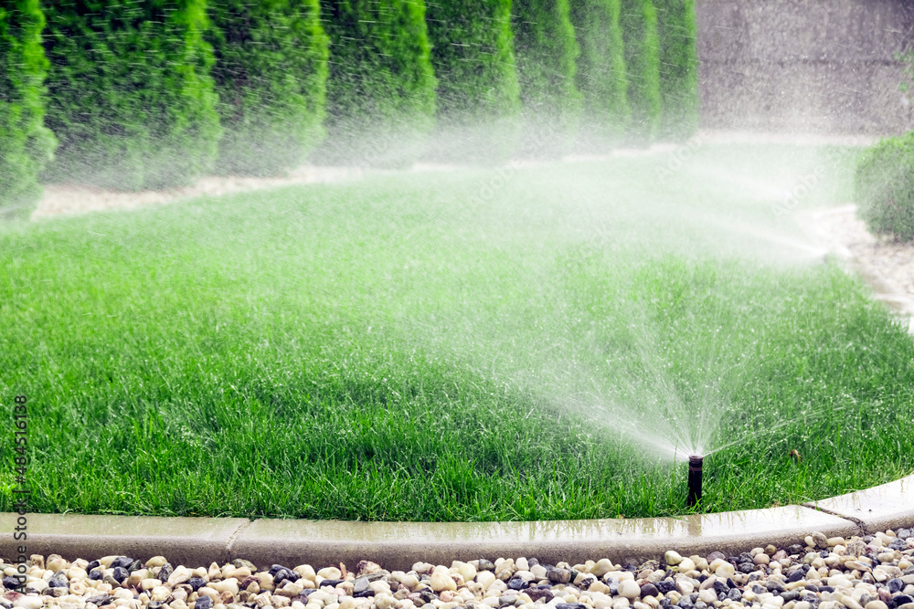 Sprinklers watering grass, green lawn in garden