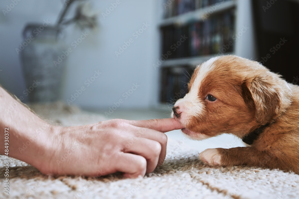 Man playing with cute dog. Curious puppy of Nova Scotia Duck Tolling Retriever chewing of finger his