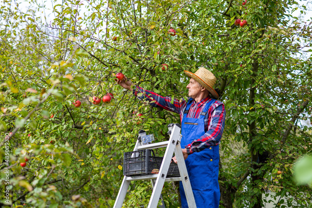 Senior man standing at the ladder and picking apples. Elderly male working at the rich harvest. Stoc