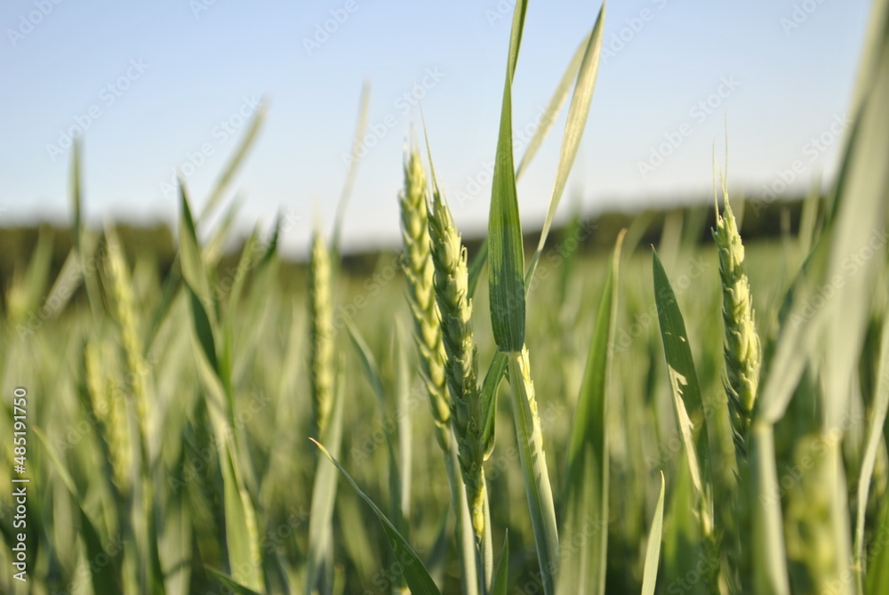 Close up of immature green wheat. Rays of light illuminated the wheat. In the background, the crops 