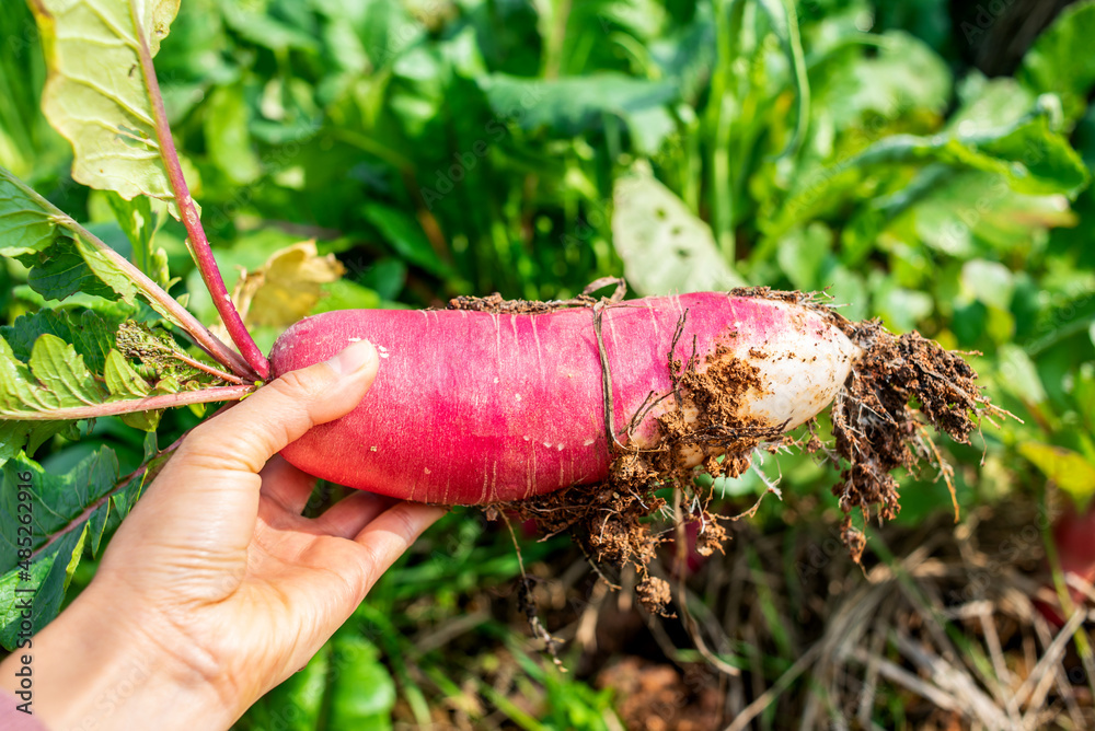 Fresh ruby fruit radish pulled from vegetable garden