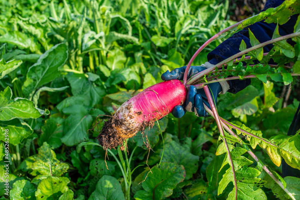 Fresh ruby fruit radish pulled from vegetable garden