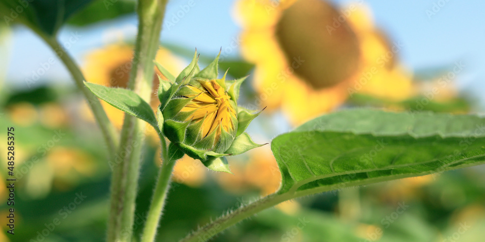 close up of sunflower in a sunflower field