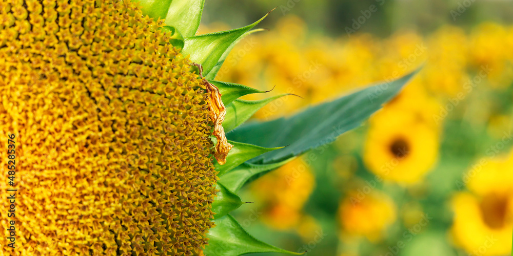 close up of sunflower in a sunflower field