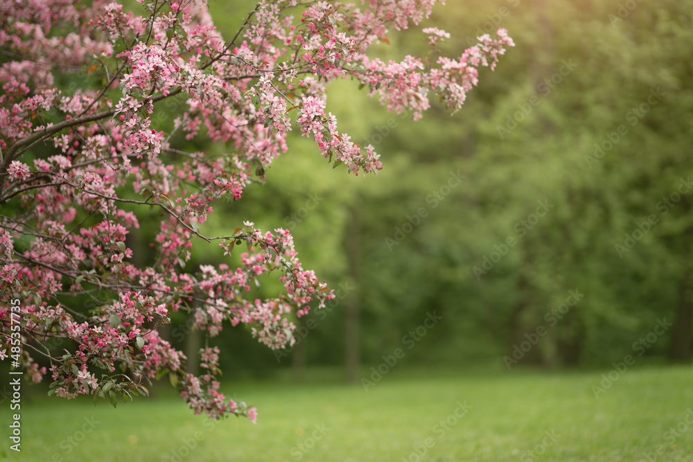 樱花和苹果在春天的花园里绽放