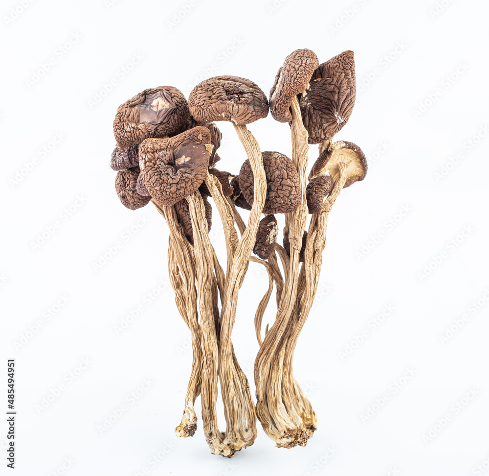 Tea tree mushroom on white background