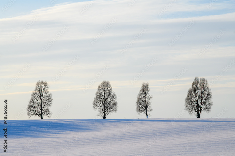 四棵树在薄薄的积雪中矗立在空旷的田野中