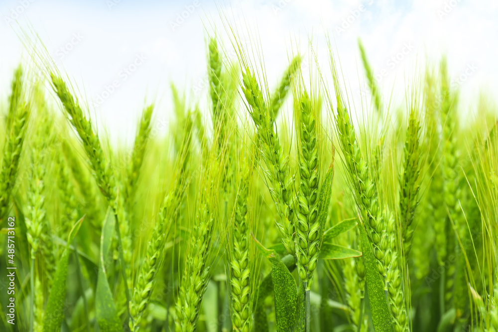 Green wheat spikelets in field, closeup