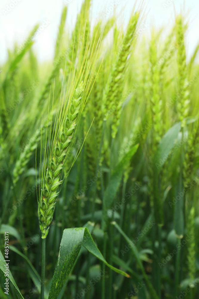 Green wheat spikelets in field, closeup