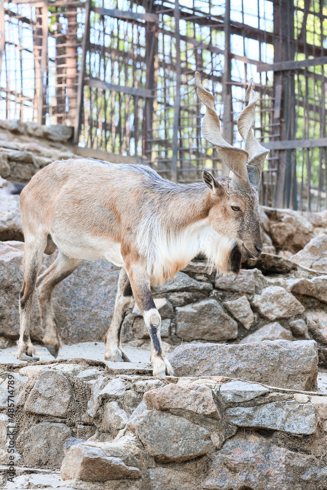 Markhor (Capra fakoneri) in zoological garden