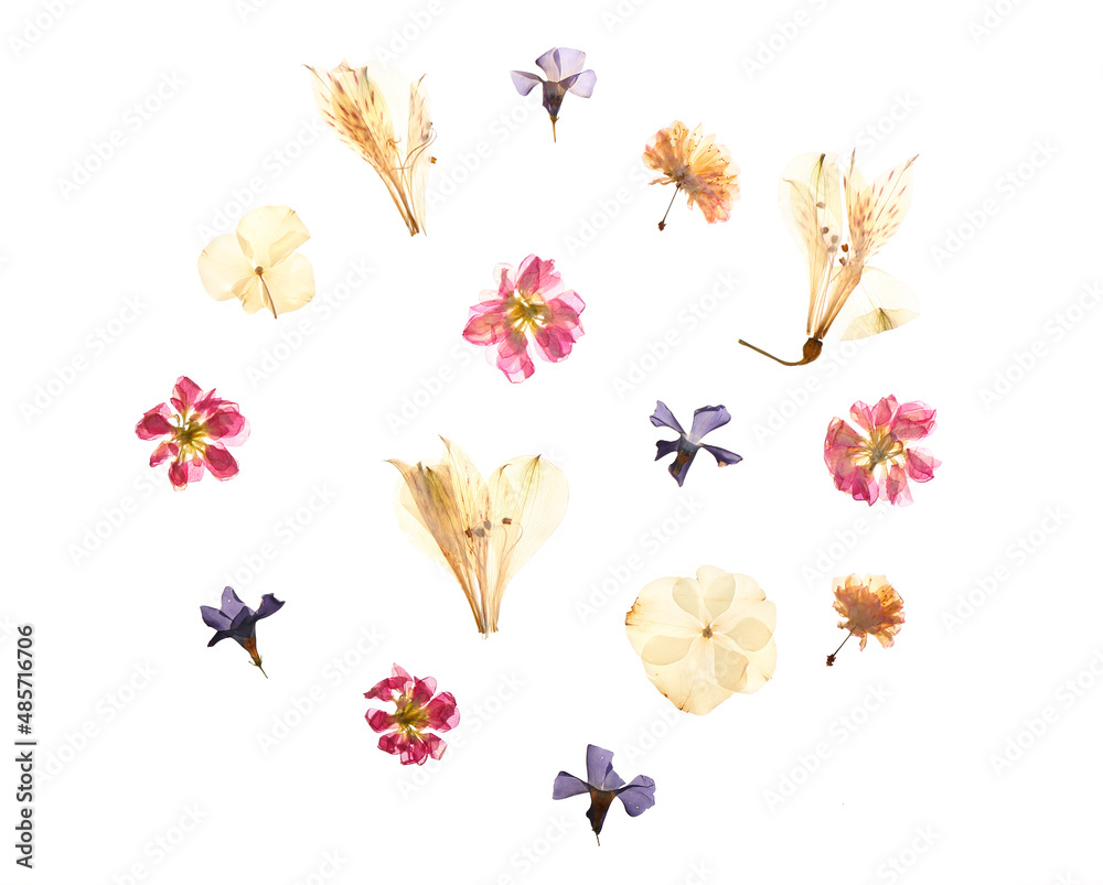 Dried pressed flowers on white background