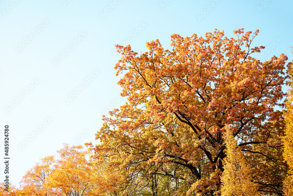 Autumn trees on blue sky background