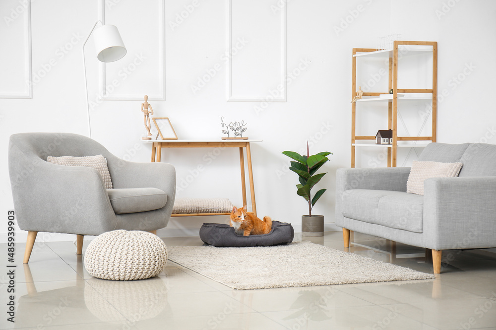 Interior of light living room with cute cat lying in pet bed