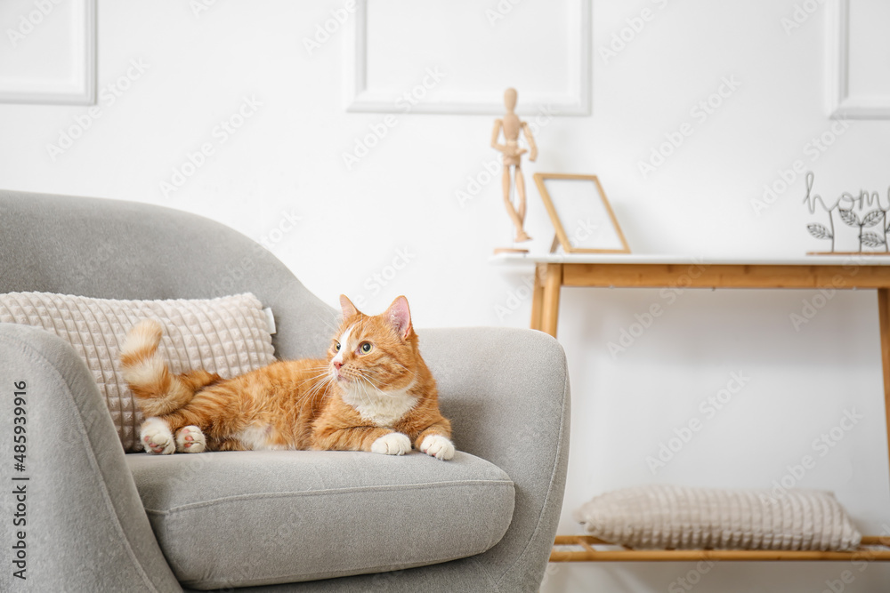 Cute red cat lying in grey armchair at home