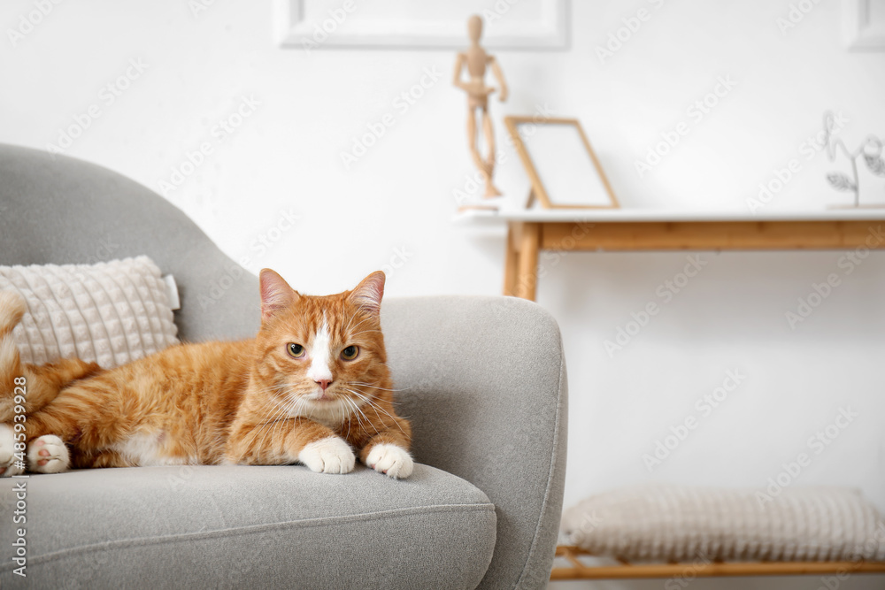 Cute red cat lying in grey armchair at home