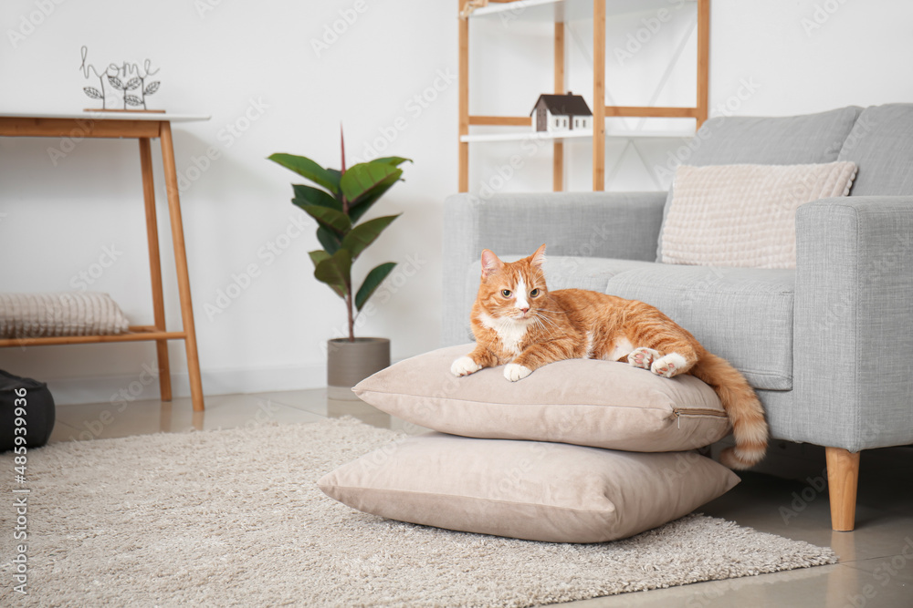 Cute red cat lying on pillows in living room