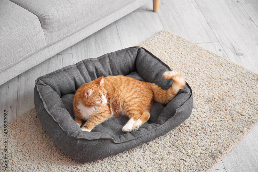 Cute red cat lying in pet bed at home