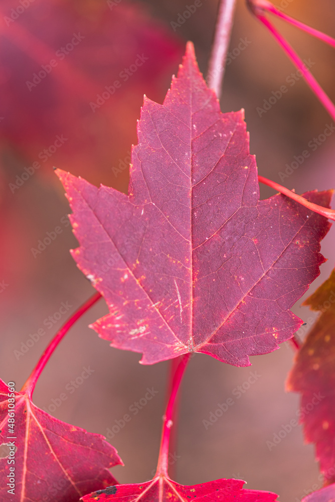 red maple leaf