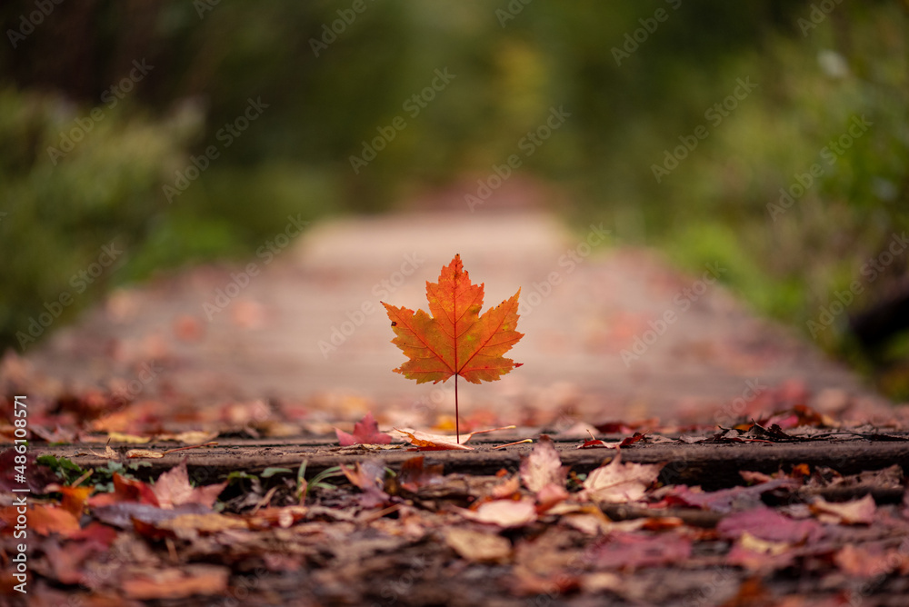 red maple leaf in autumn