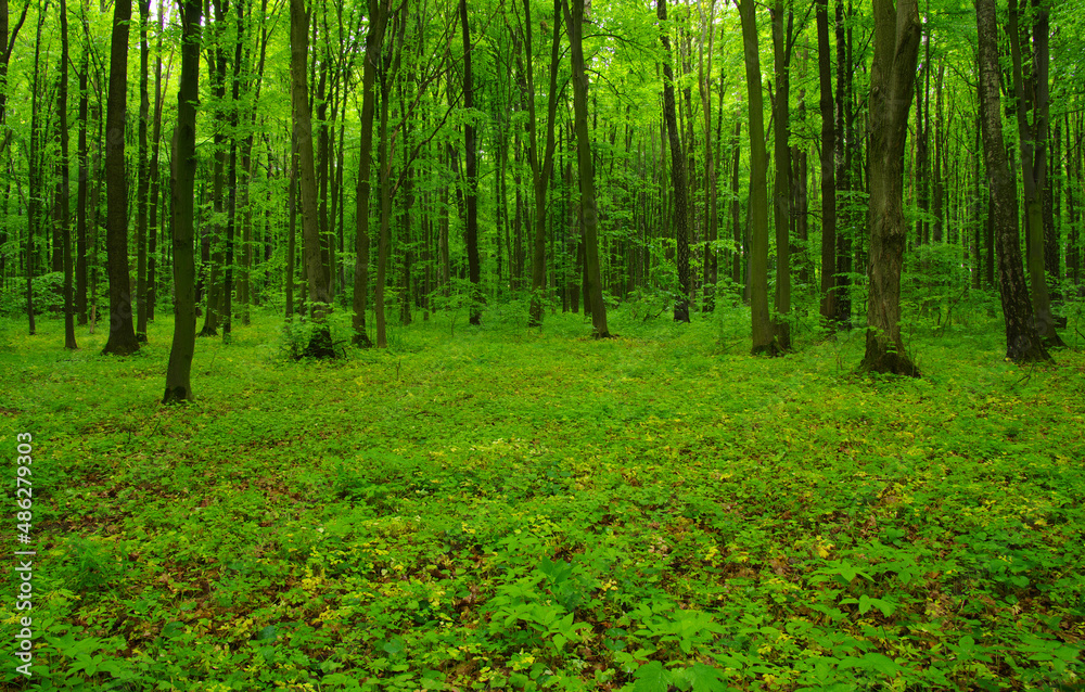 green forest in spring