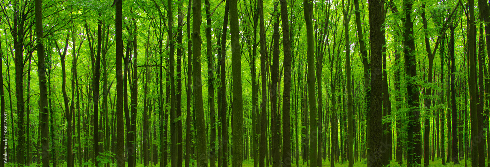 Forest trees in spring