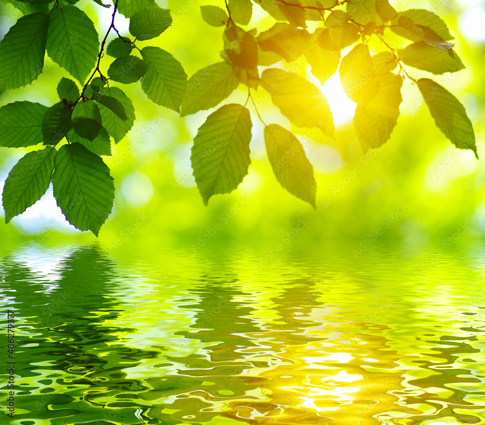 Green leaves on sun and blur tree foliage