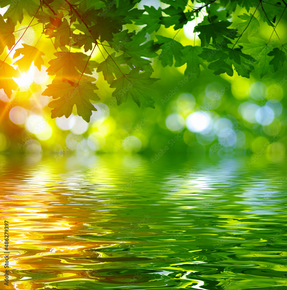 Green leaves on sun and blur tree foliage