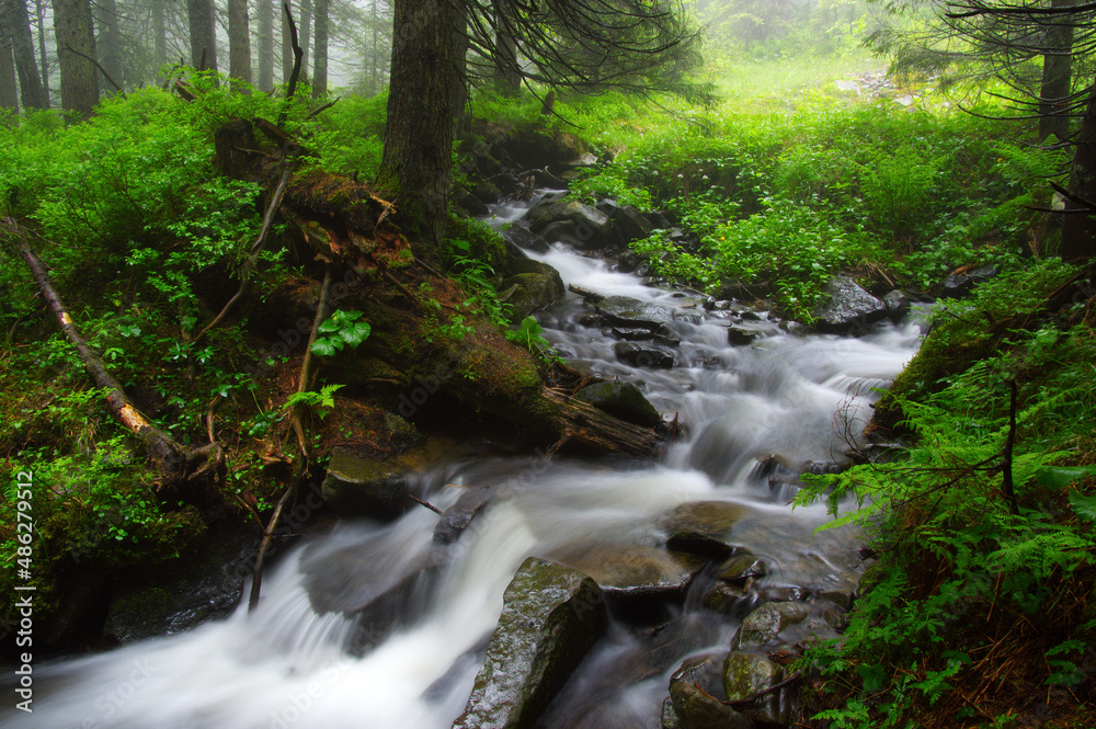 River in the woods