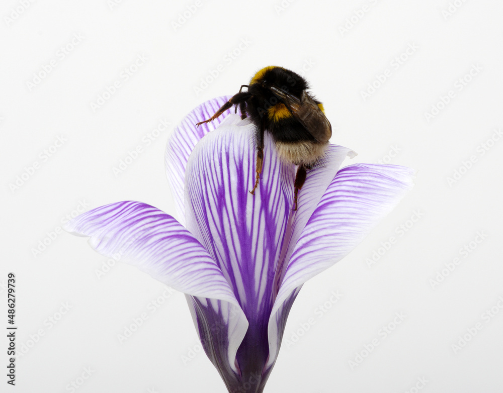 Bumblebee collects pollen from a blue flower isolated on white