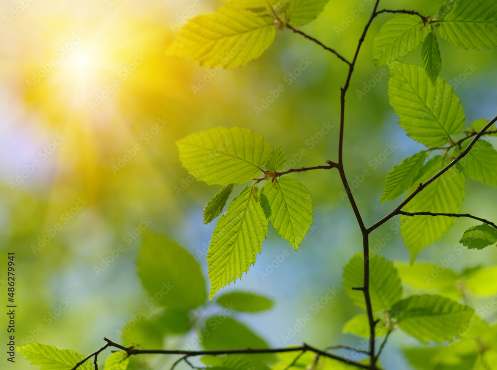 Green leaves plants on sun in nature