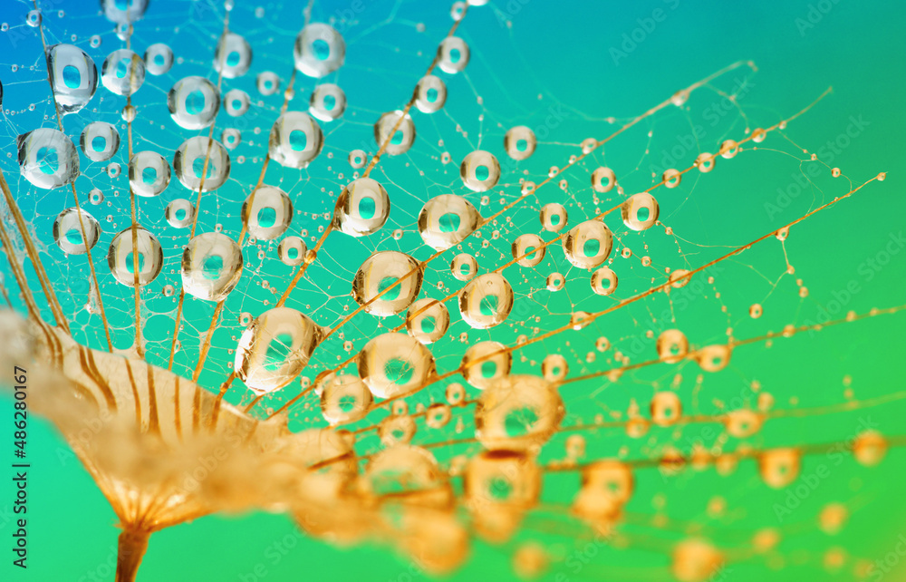 Dandelion seed on sky background