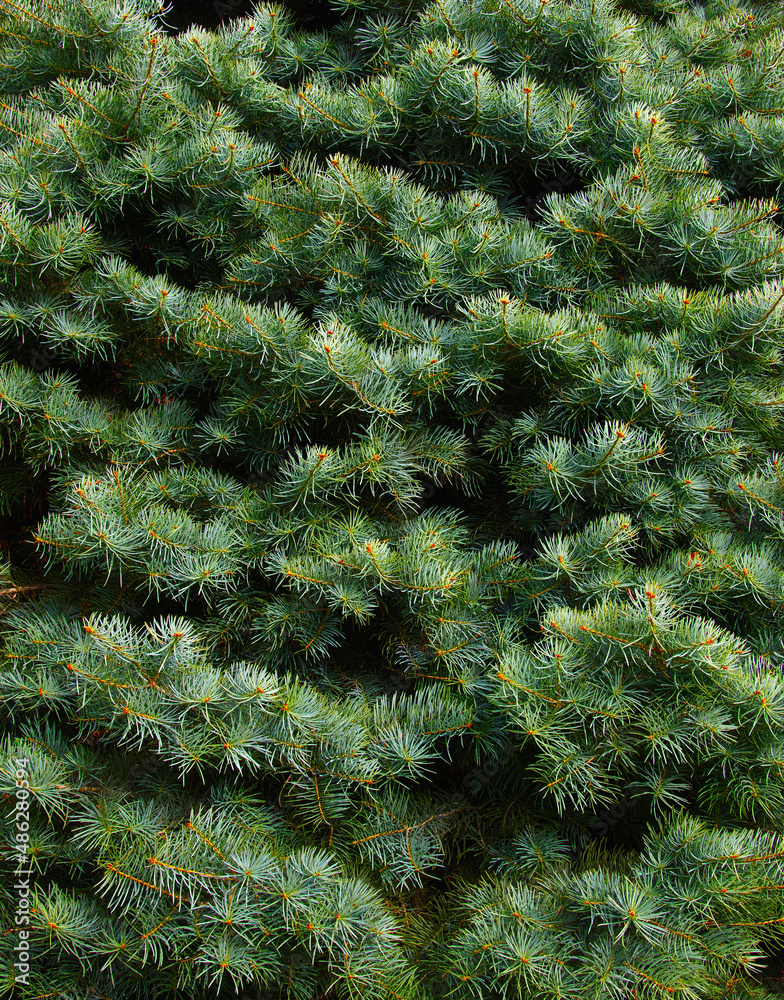 Christmas tree branches background