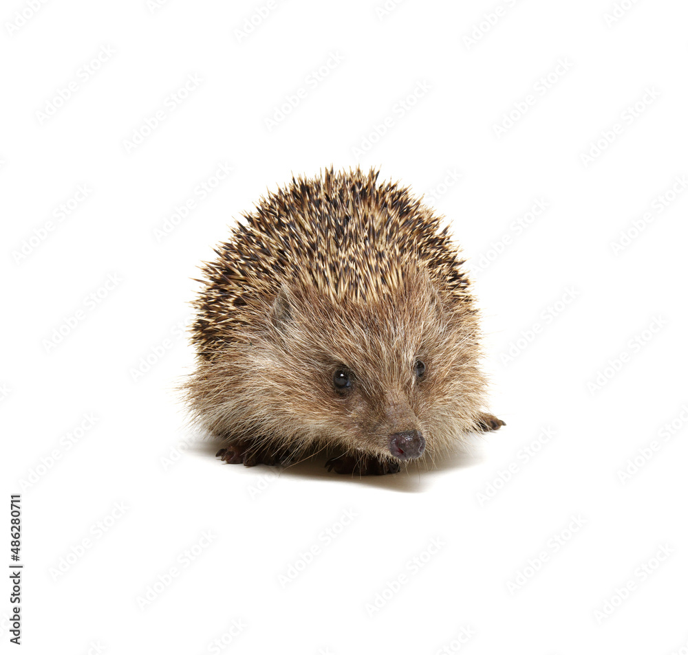 Hedgehog  isolated on white