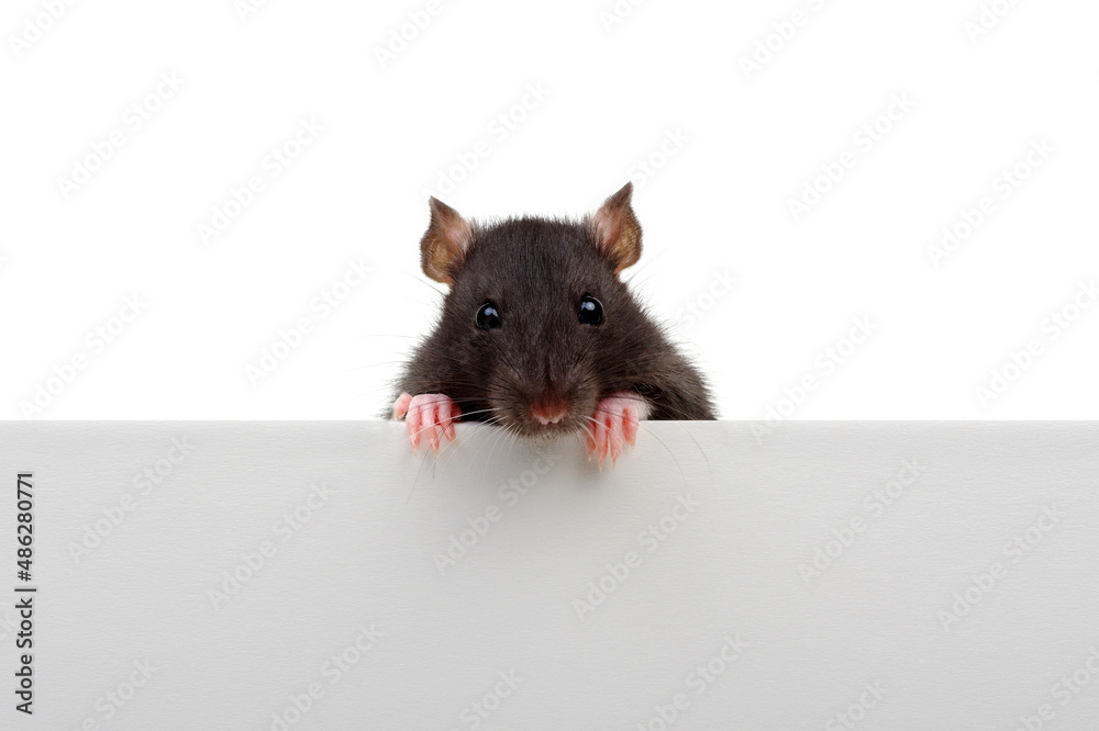 Funny rat looking close up isolated on white