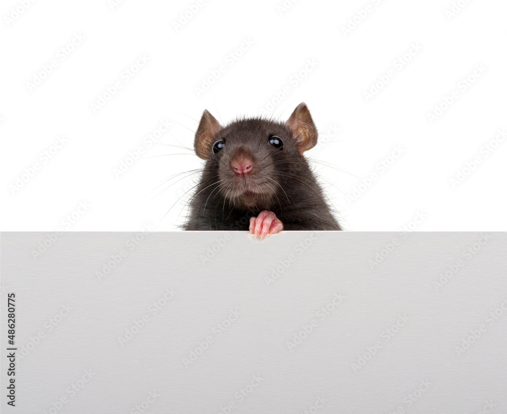 Funny rat looking close up isolated on white