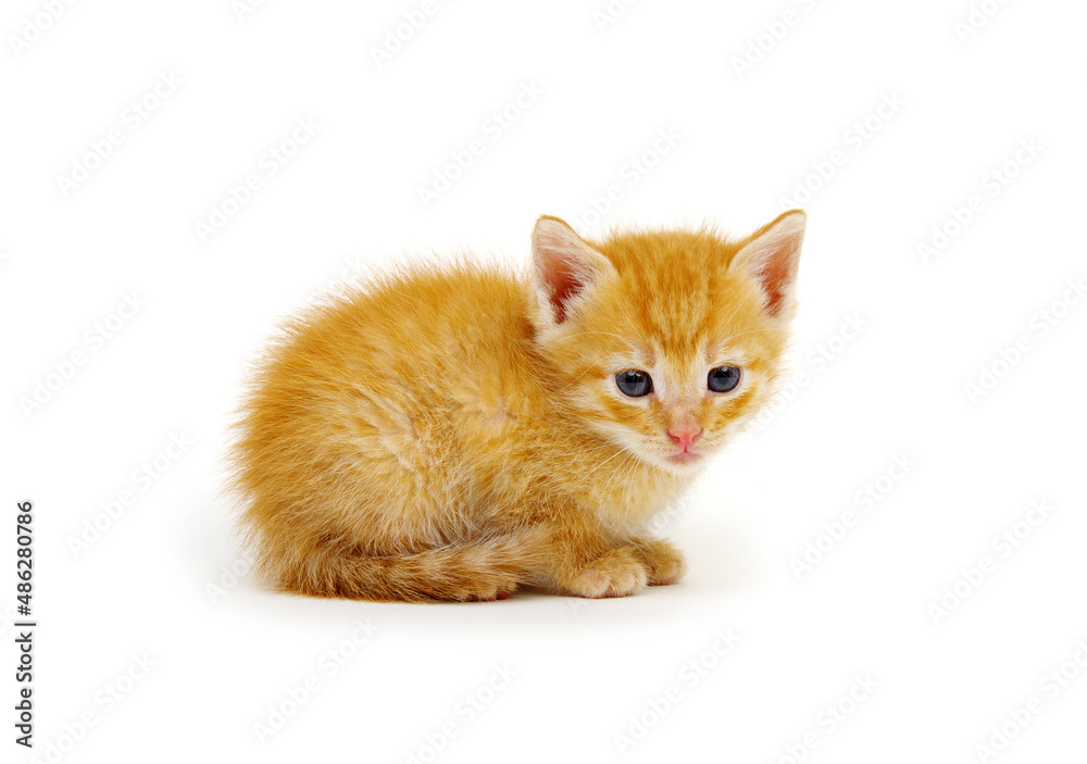 Kitten isolated on a white background.