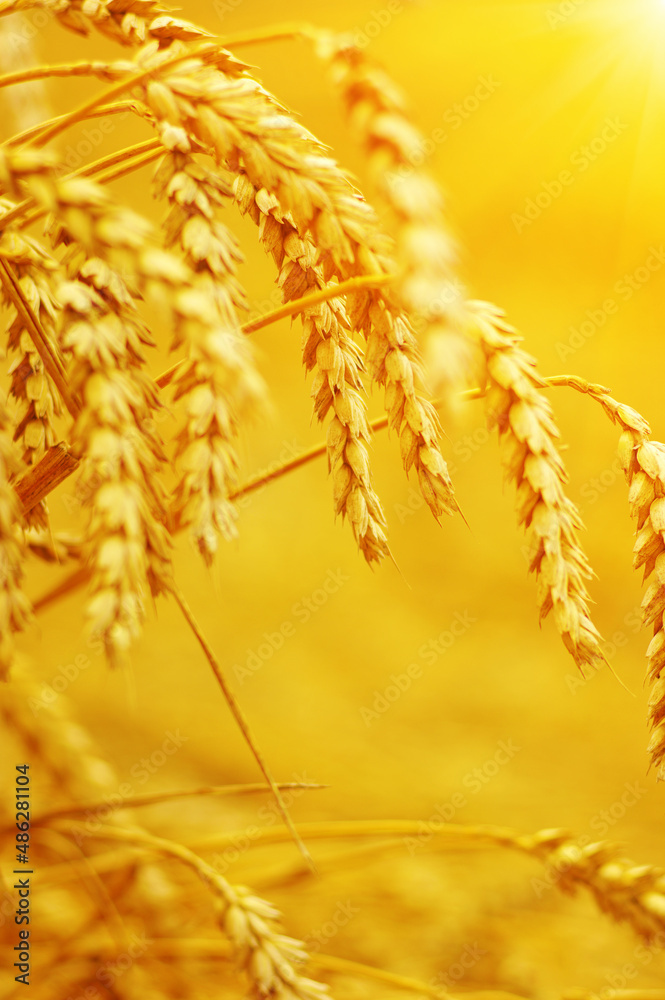 Wheat field on sun.