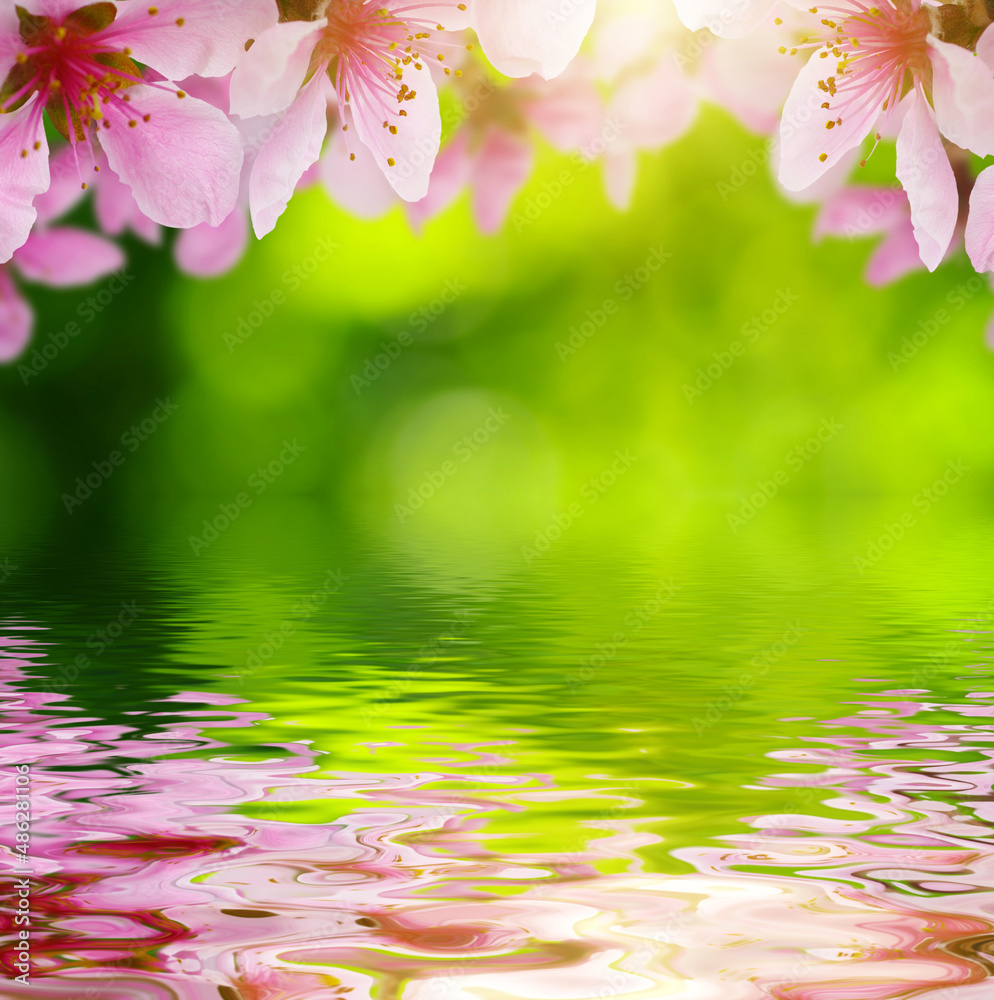 Spring bloom near the water