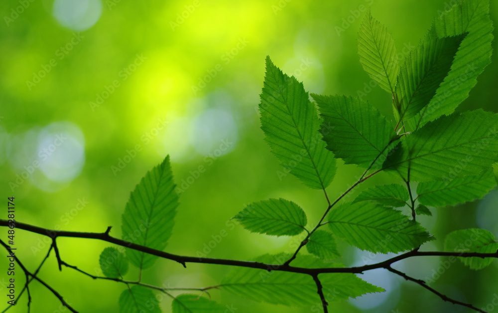 Green leaves background