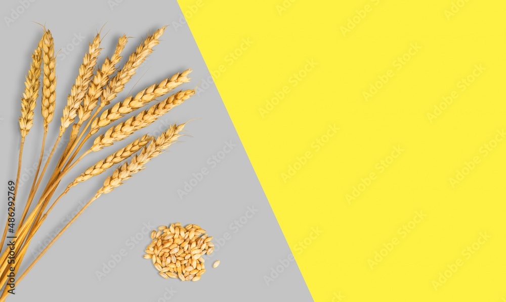 Wheat ears or heads set on the colored background.