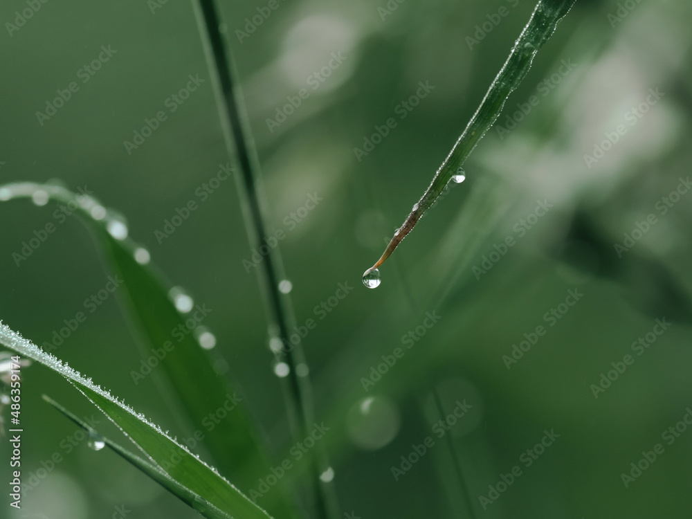 露水滴落在茎上，有美丽的bokeh