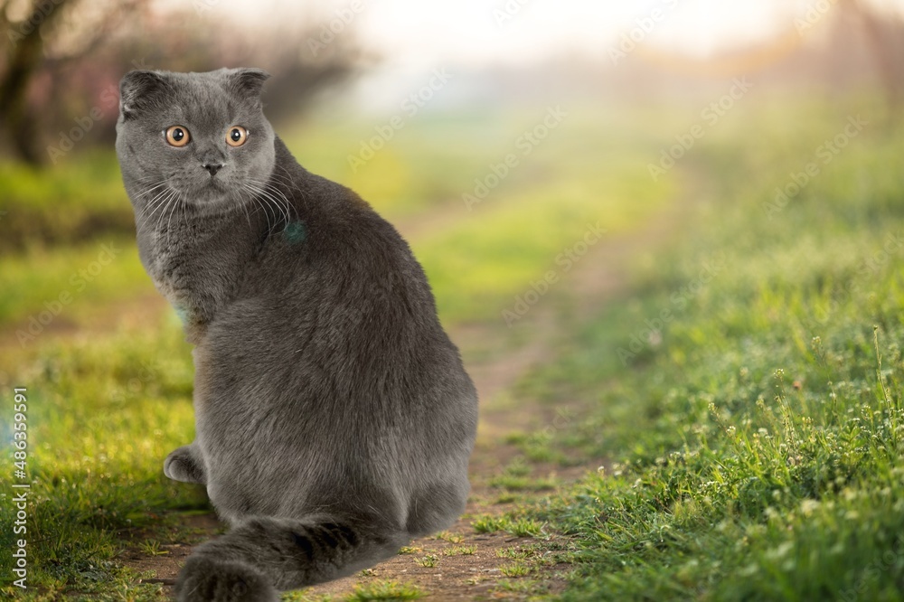 可爱的小猫在外面的草地上行走