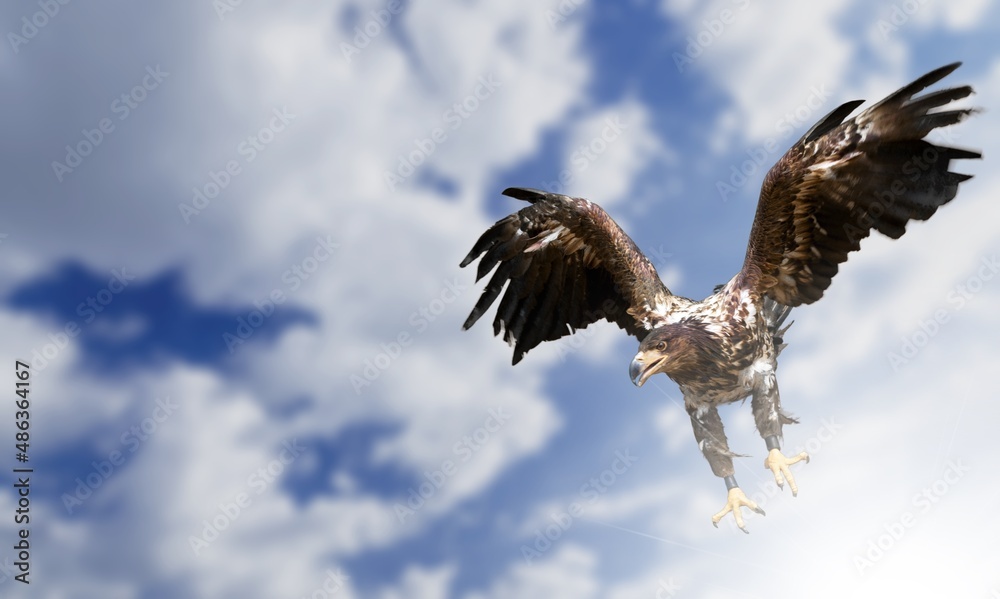 One flying falcon in the nature background in the sunset time