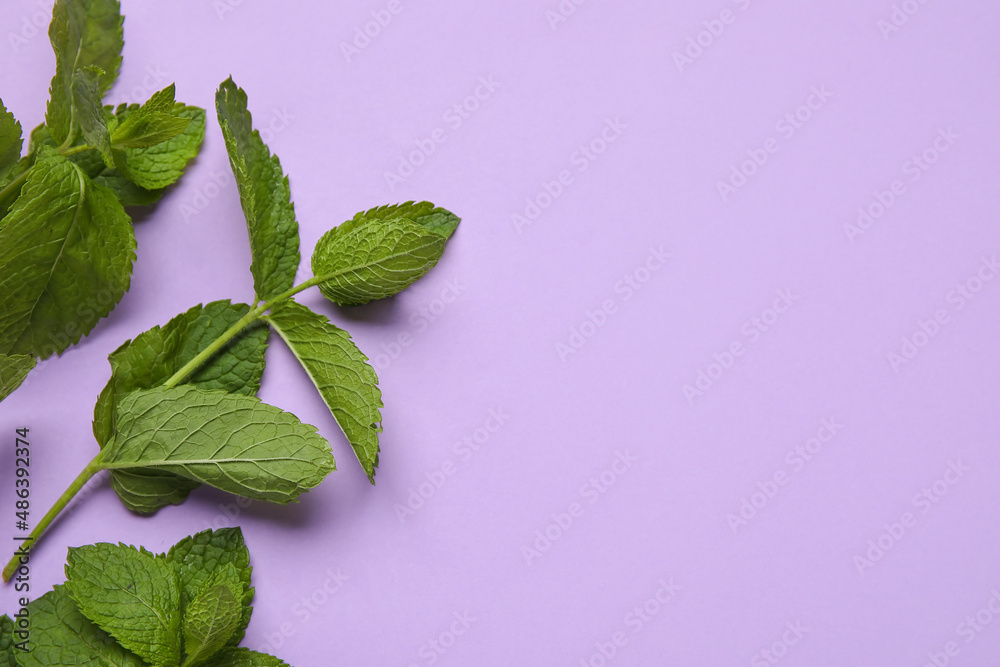 Fresh mint on color background