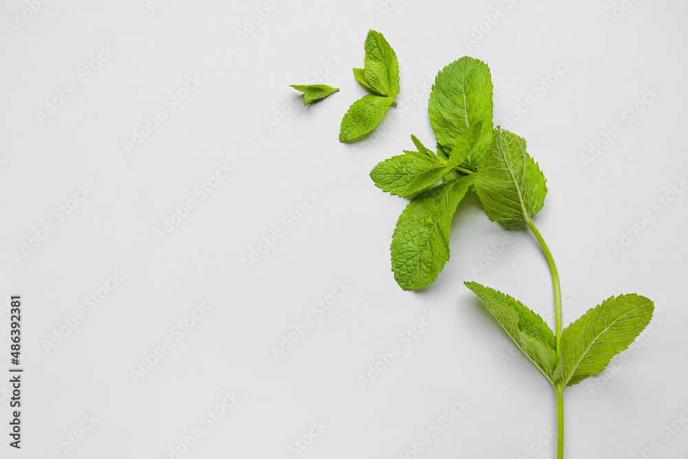 Fresh mint on light background