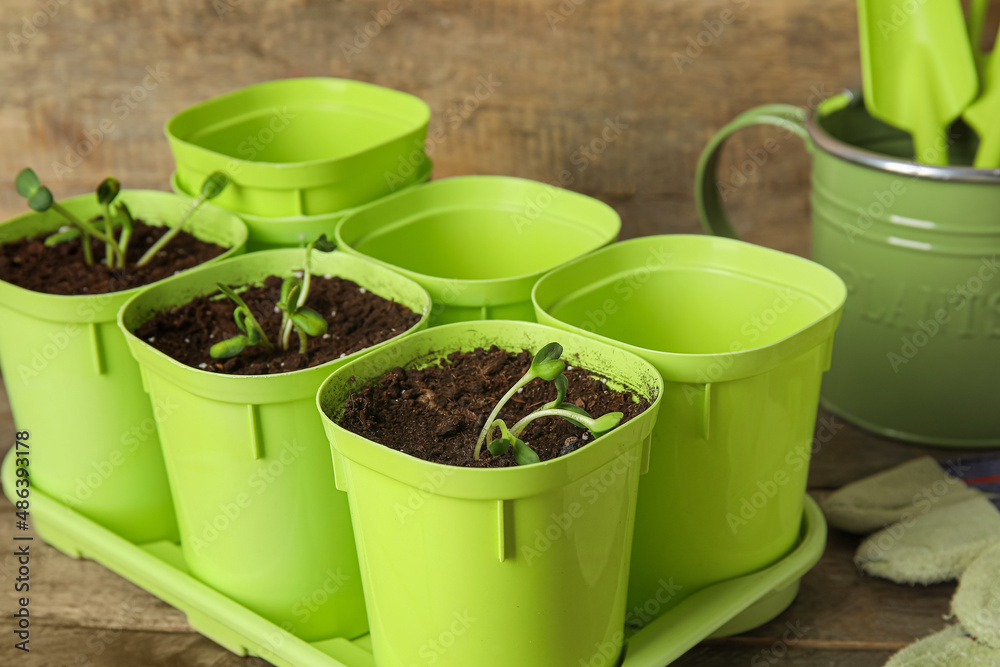 Tray with flower pots on wooden table, closeup