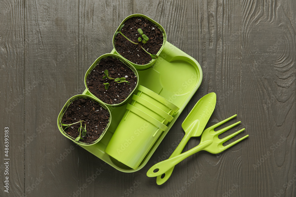 Tray with flower pots and gardening tools on dark wooden background