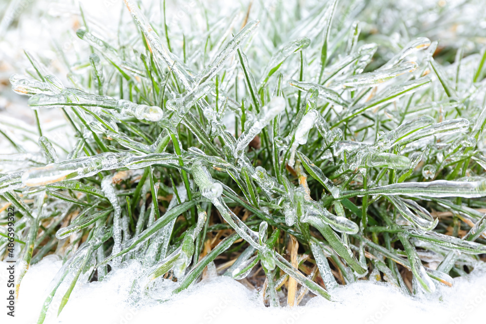 雪天的绿草覆盖着冰雪